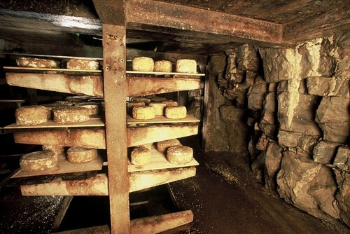 Käse II - Schimmelpilze