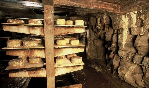 Käse II - Schimmelpilze