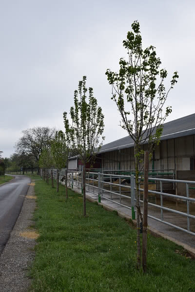 Auf dem Bild sind Bäume entlang eines Weges zu sehen, der an einem modernen Stall vorbeiführt, unter einem bewölkten Himmel.