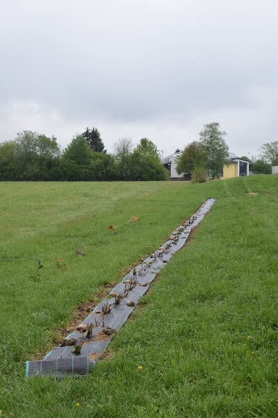 Das Bild zeigt ein Feld mit einer Reihe von Pflanzen, die auf einer mit schwarzem Vlies bedeckten Fläche gepflanzt sind, im Hintergrund sieht man ein Gebäude und Bäume.