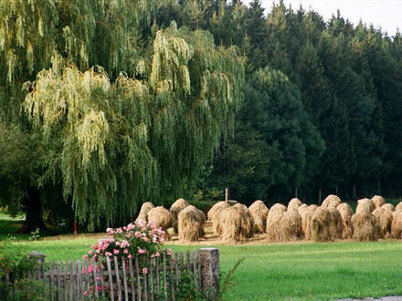 Das Bild zeigt eine ländliche Szene mit einer Weide, auf der gepacktes Heu vermehrt sowie einen großen, schattenspendenden Baum und einen Rosenstrauch in der Nähe zu sehen sind.