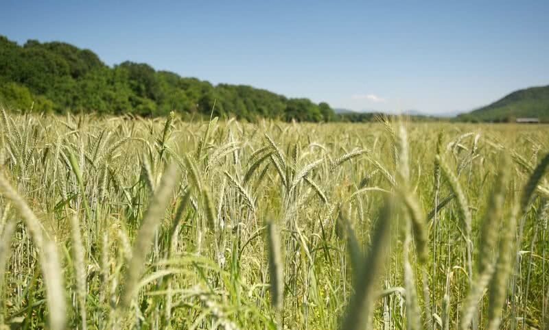 Auf dem Bild ist ein weites Feld mit reifem Getreide und einer grünen Hügellandschaft im Hintergrund zu sehen.