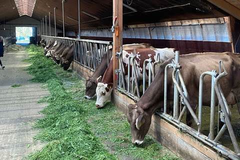 Auf dem Bild sind Kühe in einem Stall zu sehen, die an Futtertrögen fressen.