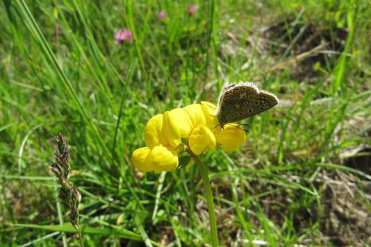 Auf dem Bild ist ein Schmetterling zu sehen, der auf einer gelben Blume sitzt, umgeben von grünem Gras.