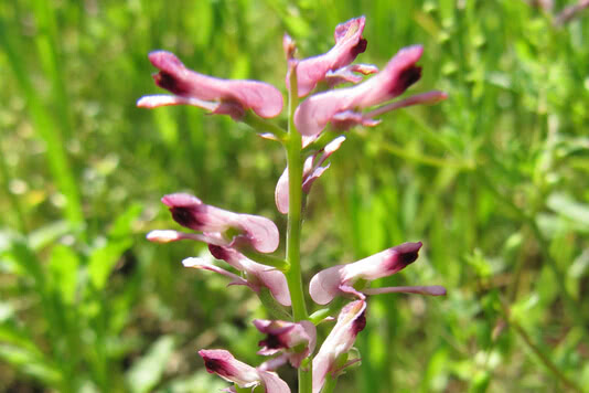 Auf dem Bild ist eine Blume mit rosa und lila Blütenblättern vor einem grünen Hintergrund zu sehen.