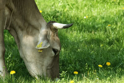 Auf dem Bild ist eine Kuh zu sehen, die im Gras frisst, umgeben von Löwenzahn.