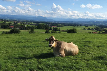 Auf dem Bild ist eine Kuh zu sehen, die auf einer grünen Wiese liegt, mit einer malerischen Landschaft im Hintergrund.