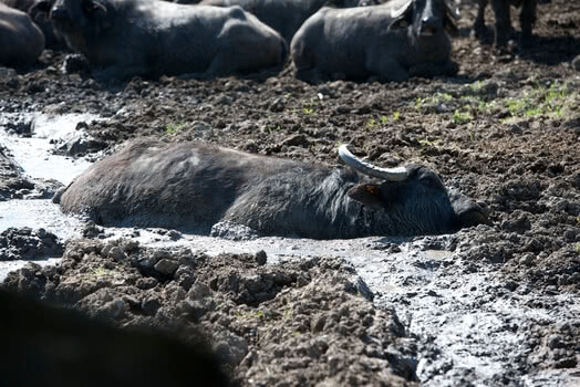 Bueffel Schlammsuhle