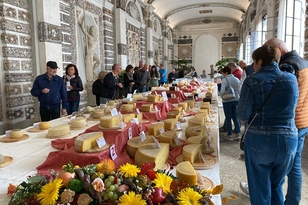 Auf dem Bild ist eine Käseverkostung zu sehen, bei der viele Menschen eine Vielzahl von Käsesorten betrachten und probieren.